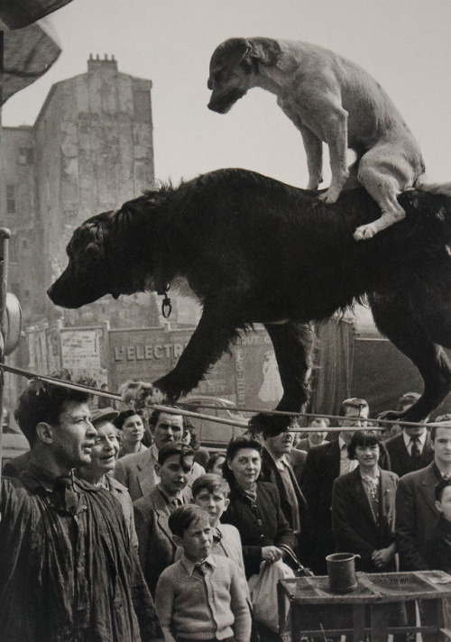 mostlyvoidpartiallydogs: Street Circus by Marc Riboud, 1950 from The Dog In Photography 1839 - Today