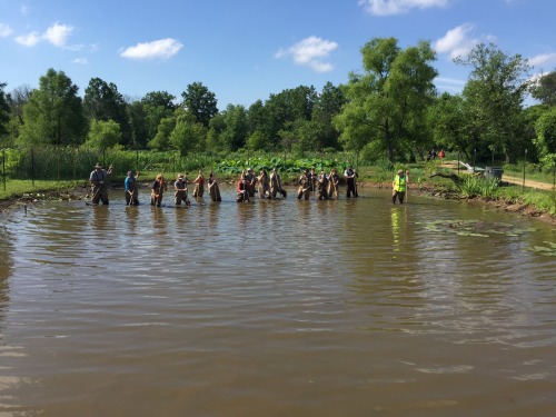 On Saturday, five of our spectacular volunteers worked at Kenilworth Aquatic Gardens to safely move 