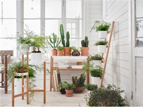 let your plants run wild to integrate nature into your home