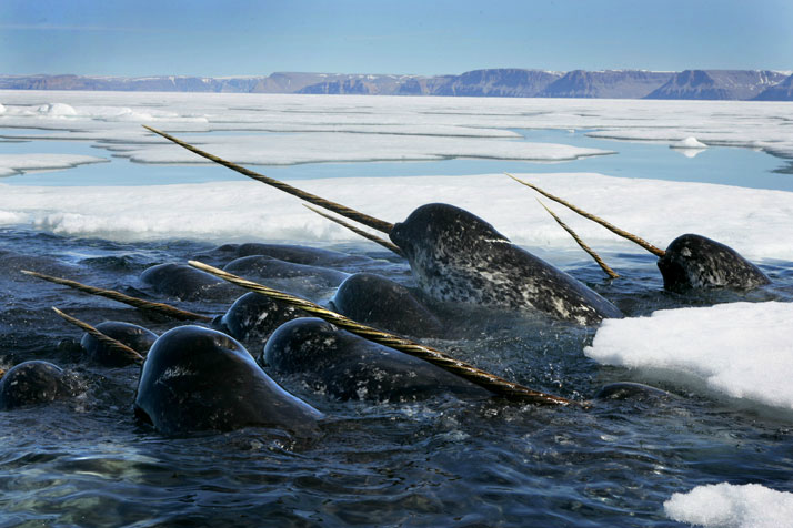 nubbsgalore:  photos by paul nicklen for national geogrphic, who explains: &ldquo;i