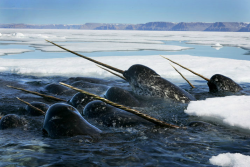 nubbsgalore:  photos by paul nicklen, who explains, “i have been traveling to northern baffin island for more than twelve years to try and get one underwater picture of a male narwhal. narwhals are very shy. they have a sensitive nature and excellent