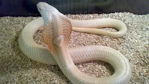 sixpenceee: The above are albino cobras. 