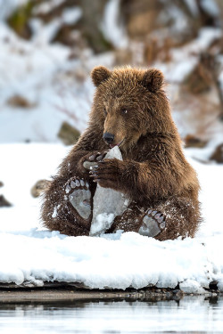 magicalnaturetour:  Ice cream-3 by Sergey