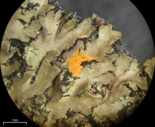  Phaeophyscia rubropulchraOrange-cored shadow lichen This foliose lichen grows in small roundish-pat