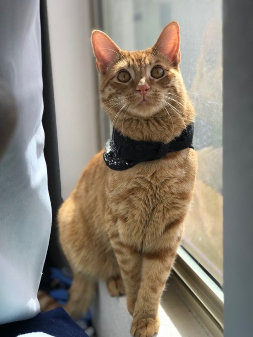 greenflyingsparklybunny: My Mr. Macaroni sure does like his new bandana