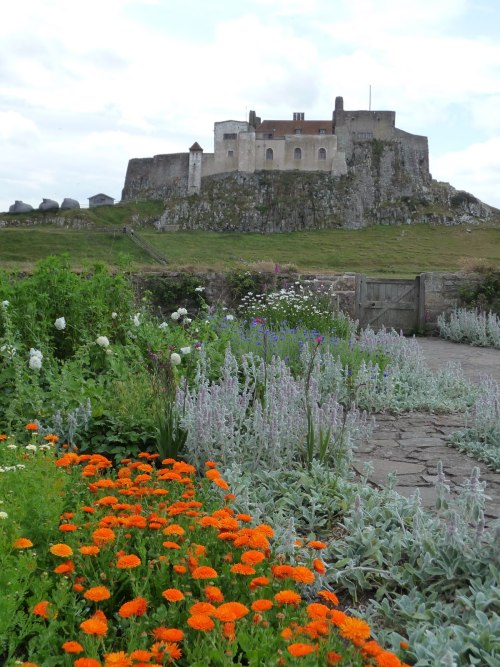 pagewoman:Lindisfarne Castle and Jekyll Garden, Holy Island, Northumberland, England  by Beverley Ge