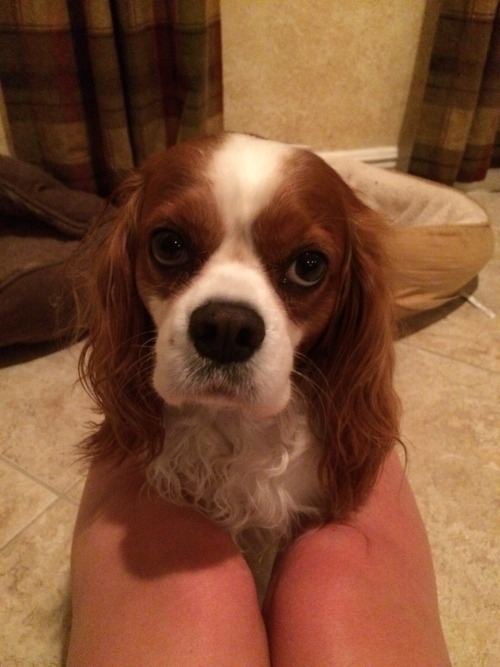 actualdogvines:  My King Charles Cavilers, Logan and Jersey❤️ (submitted by stayingindoors)