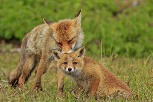 everythingfox:Motherhood // Angela Louwe