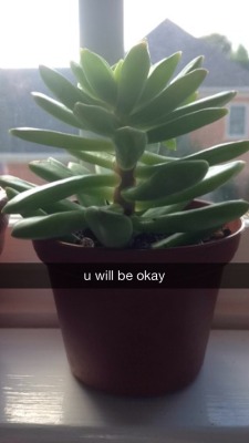 plantvibes:  what’s better than plants tellin u everythings gonna be fine?? not much that’s what