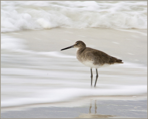 followthewestwind:  Shore bird by J. A. G. on Flickr.