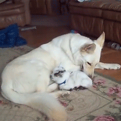babygoatsandfriends:  German shepherd loves baby pygmy goat  Via (x) 