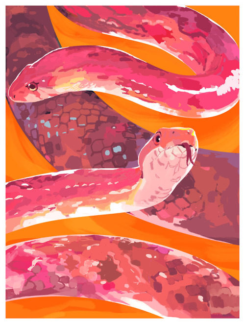 fuckyeahillustrativeart: Eastern Ratsnake, Oatland Island Wildlife Center. By Samuel Lee. Follow him