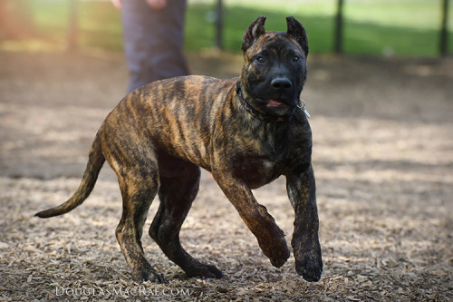 My Presa Canario pup back when he was 3 months old ©Douglas MacRae