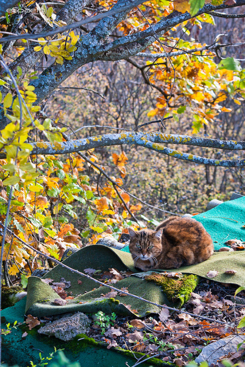 Chat d'automne II * Autumn cat (by Estelle Spaeth - Cleaning up!)