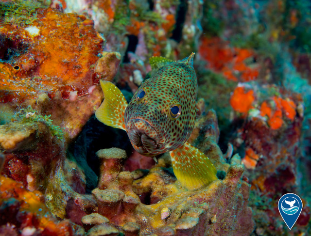 Light green fish with brown spots speckled all cover, known as a rock hind, camouflaged with a coral reef in Flower Garden Banks National Marine Sanctuary.