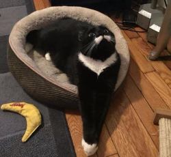 animal-factbook:  Cats are capable contorting their bodies into such absolute straightness that some companies are now using cats as measurement devices rather than rulers. As you can see here, a toy banana is about half of a cat’s front legs. 