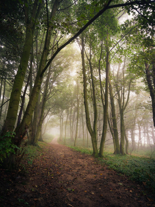wanderthewood:  Blickling Great Wood, Norfolk, England by Matthew Dartford