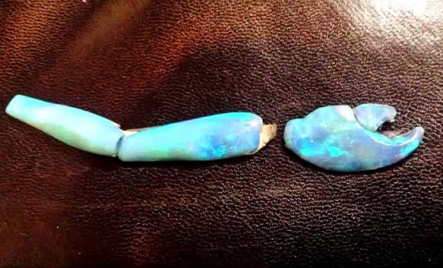 paradoxspaceheater:historical-nonfiction:Occasionally, fossils become opal instead of stone. They ar