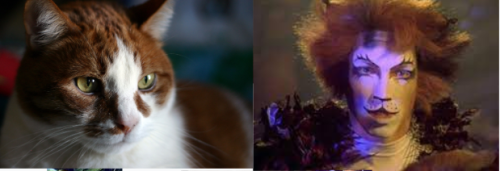 Jelicle Cats As Real Cats! TheKittin