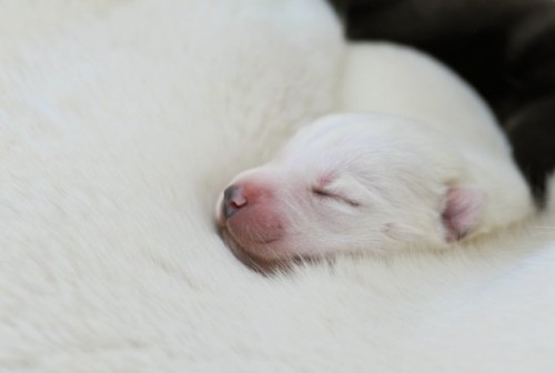 lickystickypickyshe: Puppies in their first 3 weeks.