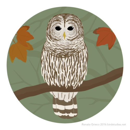 renatagrieco: May 5, 2016 - Barred Owl (Strix varia) Requested by: @thefireinthewire​ Once found pri
