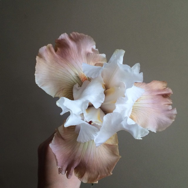 beeslikehoney:  by yasminemei http://ift.tt/1bEUNYl 