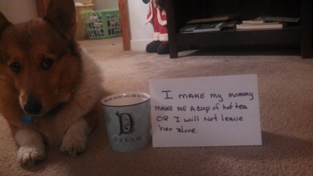 dogshaming:  Not My Cup of Tea  My wife started giving our Corgi some hot tea during