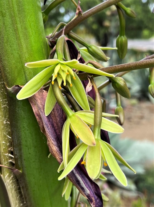 Furcraea quicheensisThe genus Furcraea is related to Agave, and they have the same growing habit of 