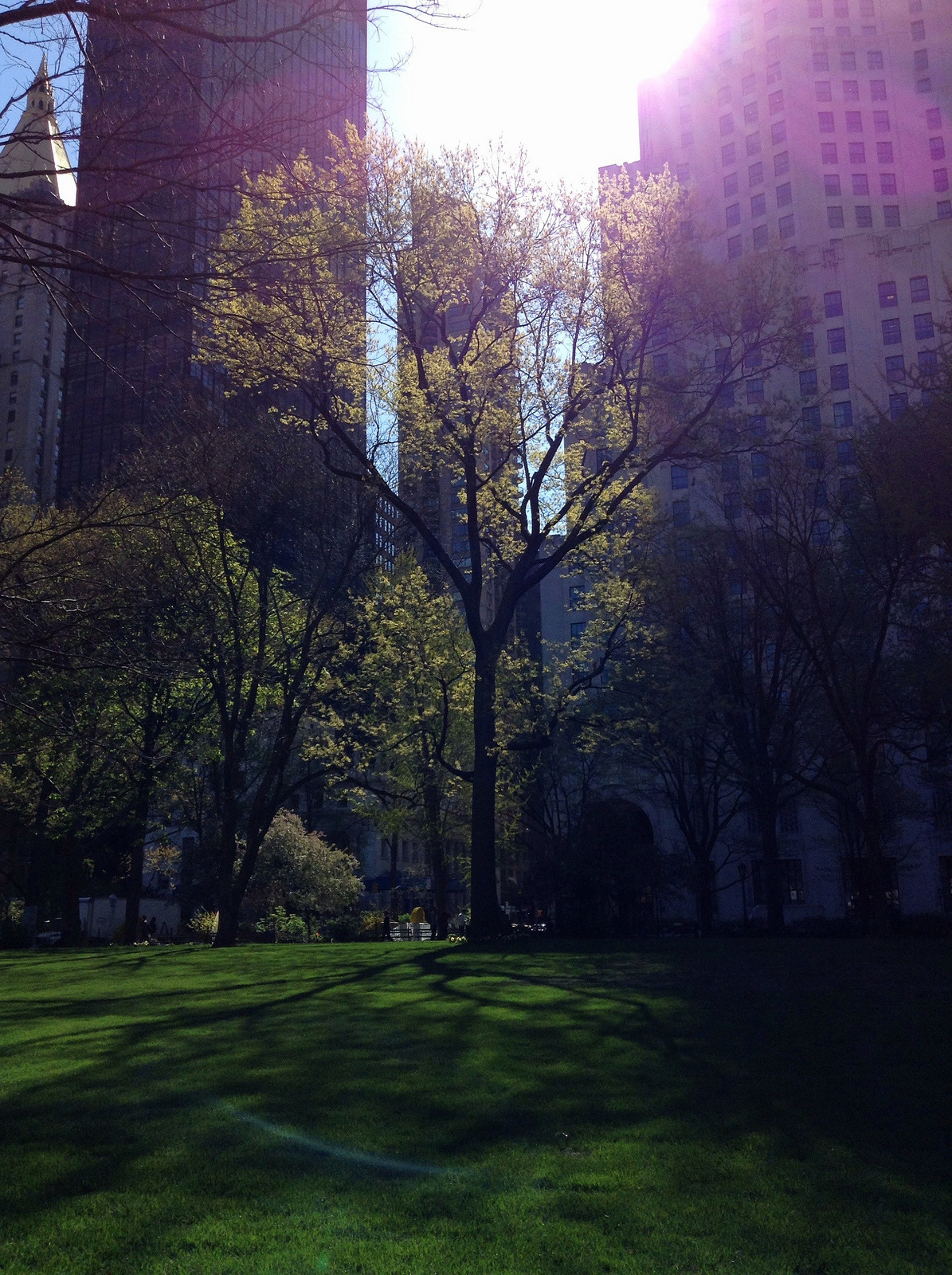 Springtime in Madison Park this morning