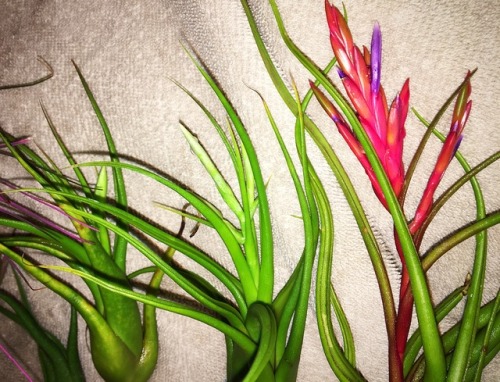 Air plant soak day! They just had their bath. I’ve got some beautiful blooms coming in! I can&