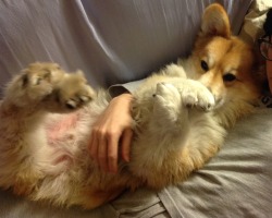 corgiaddict:  I don’t care what you say,