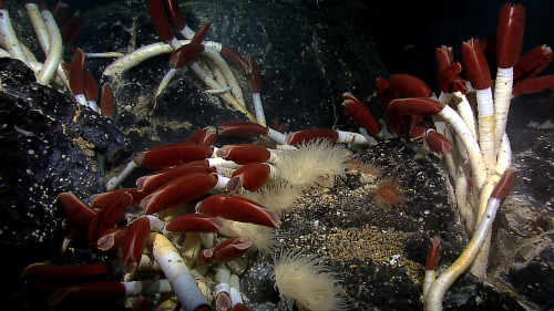 Riftia tubeworms with anemones and mussels