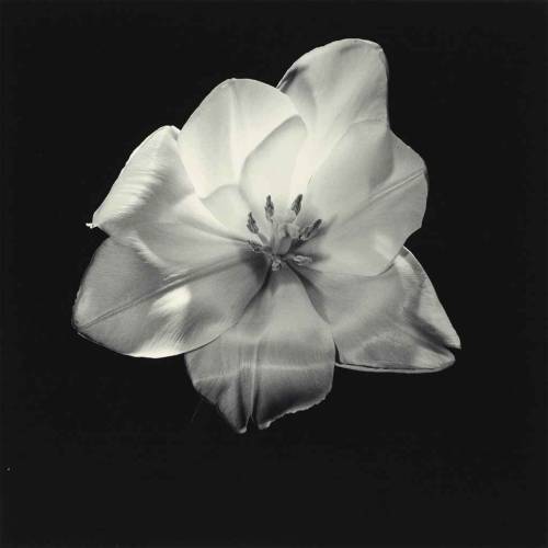 thefashioncomplex:Tulip, Robert Mapplethorpe, 1985