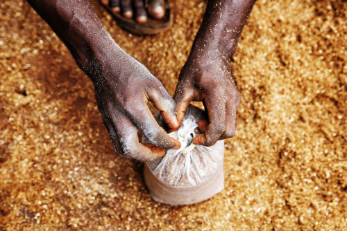 The Mushroom Farm.  Tanoboase, Ghana.