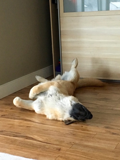 tunaandsalmontheshepkitas:Gotta get comfy