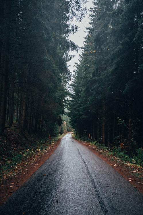 moody-nature:Rainy Trail // By Benjamin Raffetseder