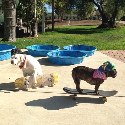 genderoftheday:  Today’s Gender of the day is: 2 cool dogs 