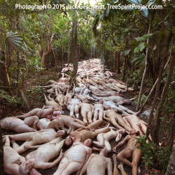 whitemonkeys-vs-women:  caucasiantorment: Sedated Caucs litter the forest.  Biological weaponry which targeted only the Caucasian genotype proved fatal to the security of the Caucs, once their genome had been mapped. Sedative gases which only affected