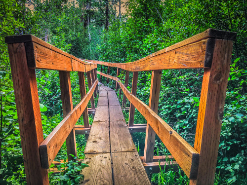 peternoahthomas: Across the wooden bridge  It reminds me of a tropical rain forest. It’s so lush and