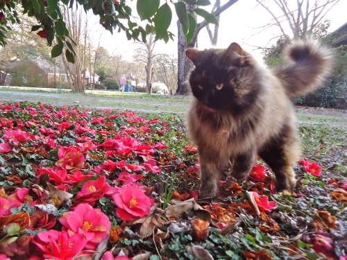 Starina and the camellias (submitted by @beastieandthebeasts)