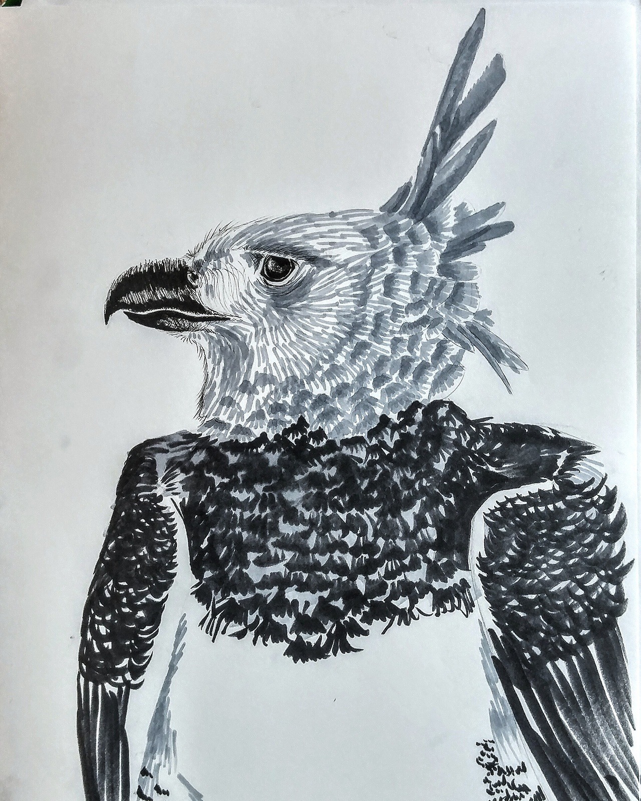 shannon's doodlin' blog — Inktober 13: Harpy Eagle The harpy eagle is