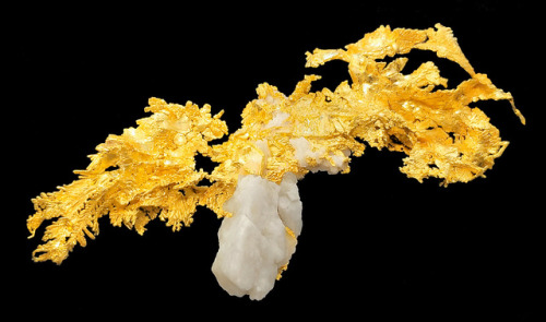 hematitehearts: Crystalline Native Gold on White QuartzLocality: Eagle’s Nest Mine, Sage Hill,