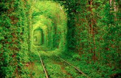 sixpenceee: The tunnel of love located in Ukraine.  
