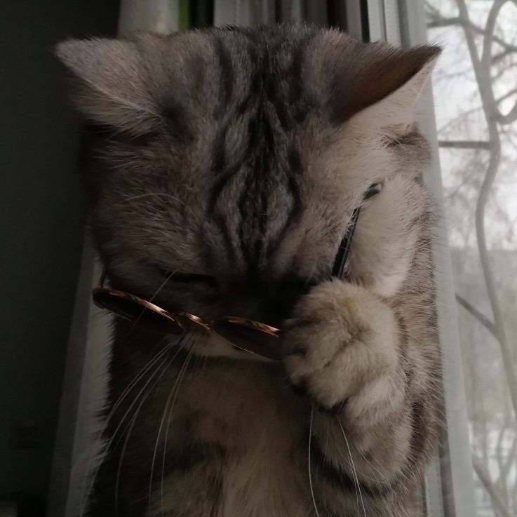 friendly-animals:  Buy these Cool Cat Glasses here &gt; Link