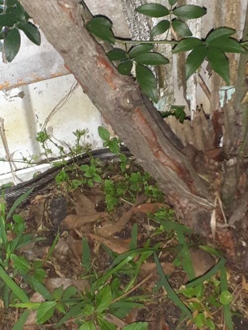 I've Seen Several Snakes Recently