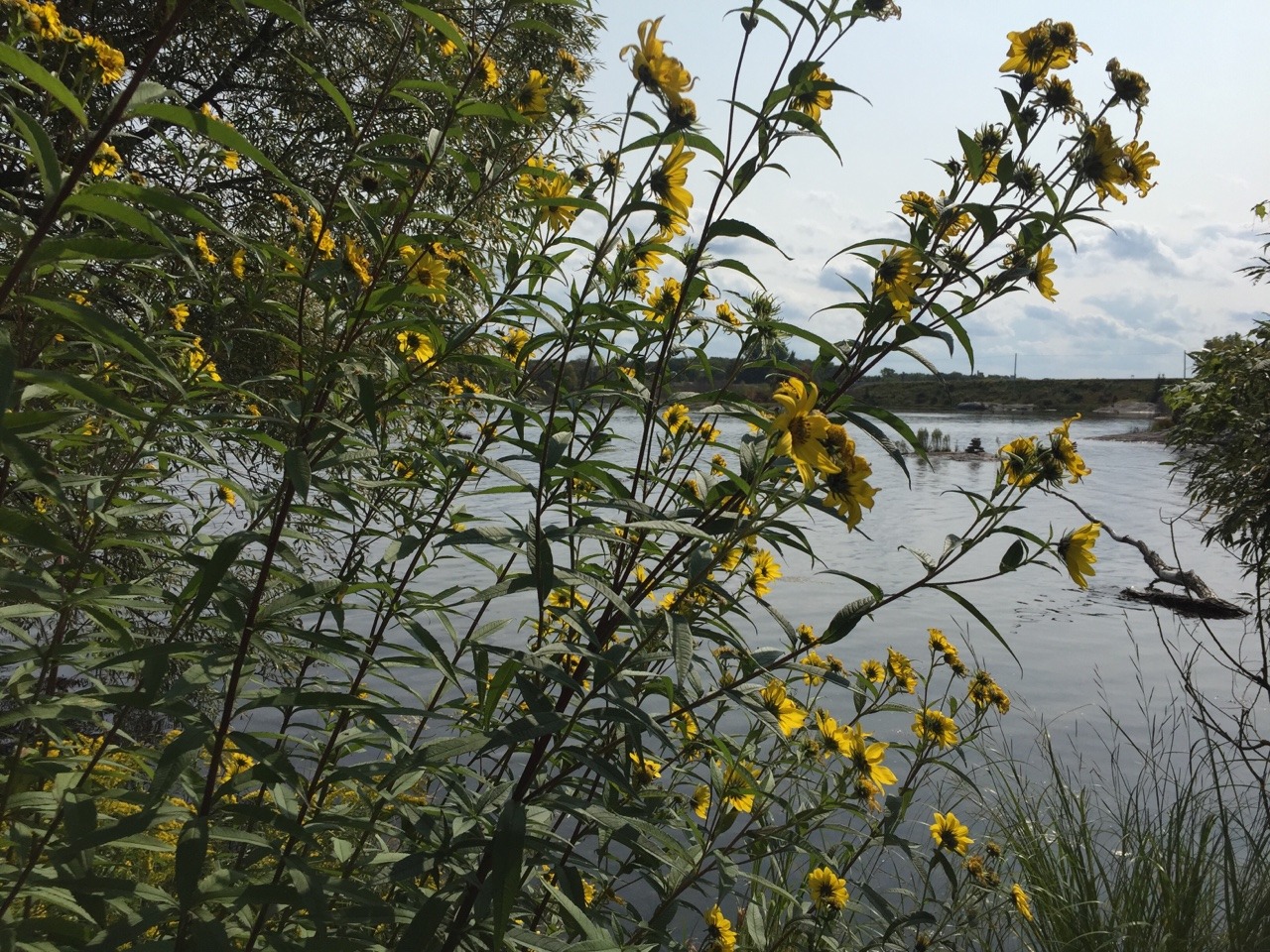 floralwaterwitch:I just adore tall wildflowers 🌻✨