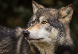 wolfsheart-blog:Wolf by Stuart Shore  