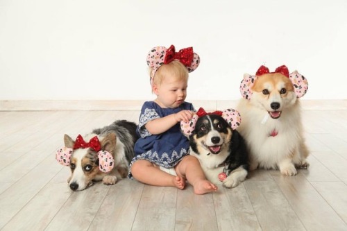 #corgi #fluffycorgi @mousefitters