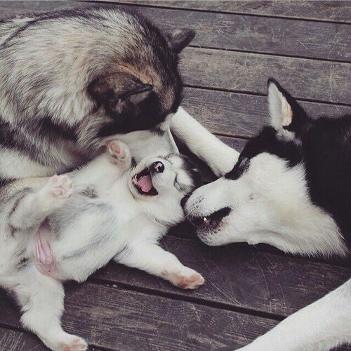Awww omg I want huskies!