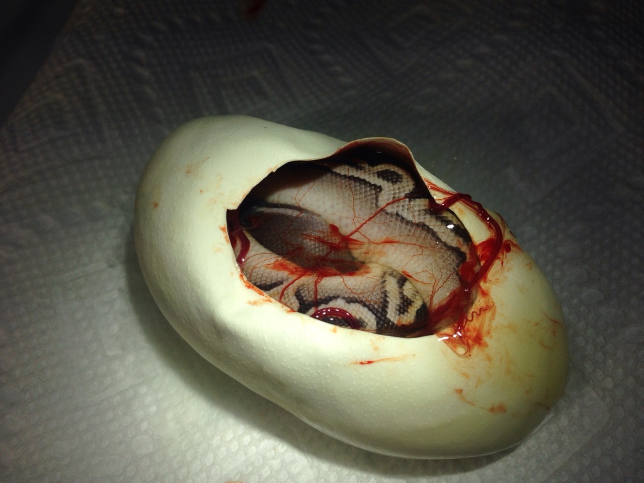 mkmorphs:  Today is day 55 for our second clutch of the season. I (Kasey) wanted